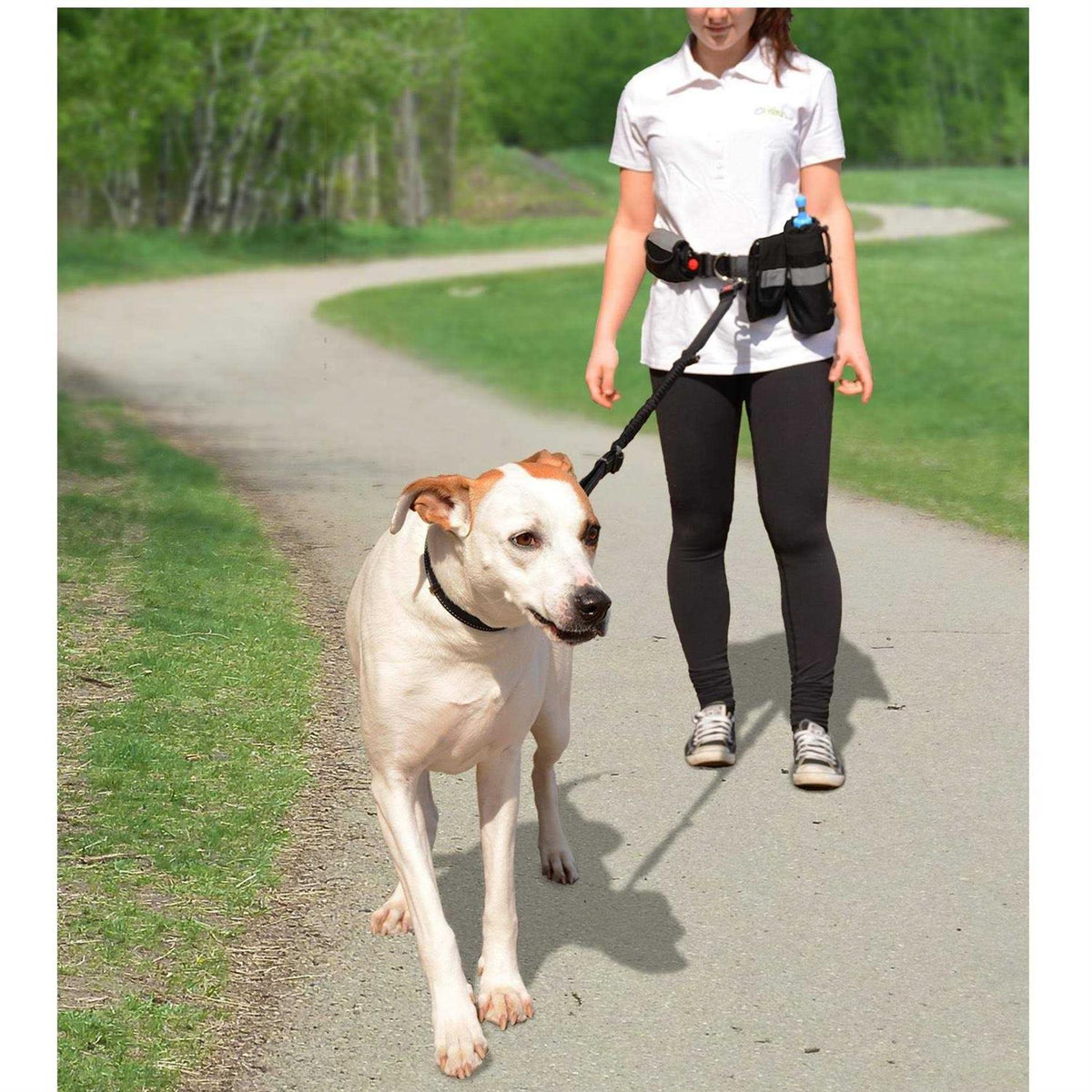 Waist Belt & Bungee Leash Z4374