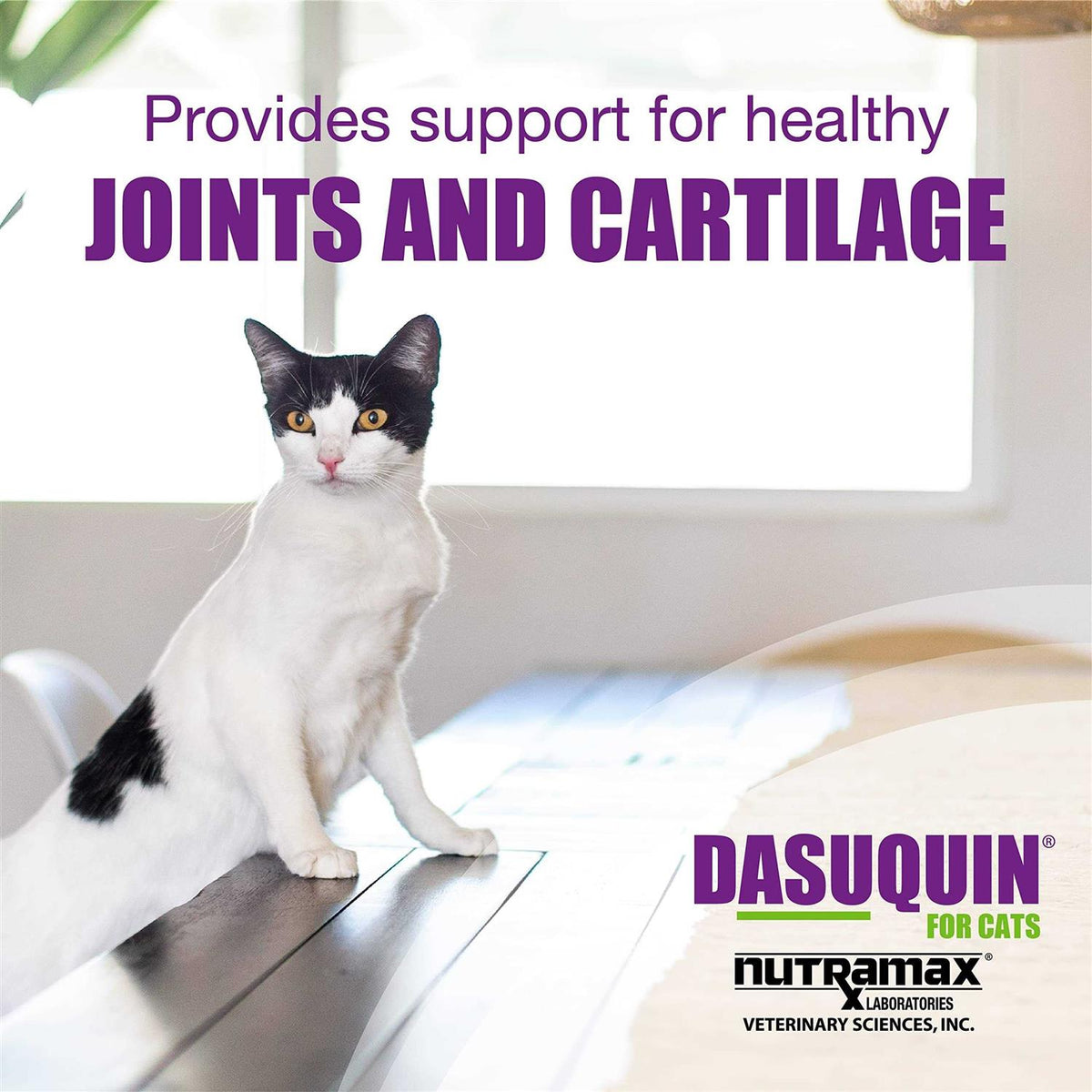 Joint Health Supplement for Cats R762