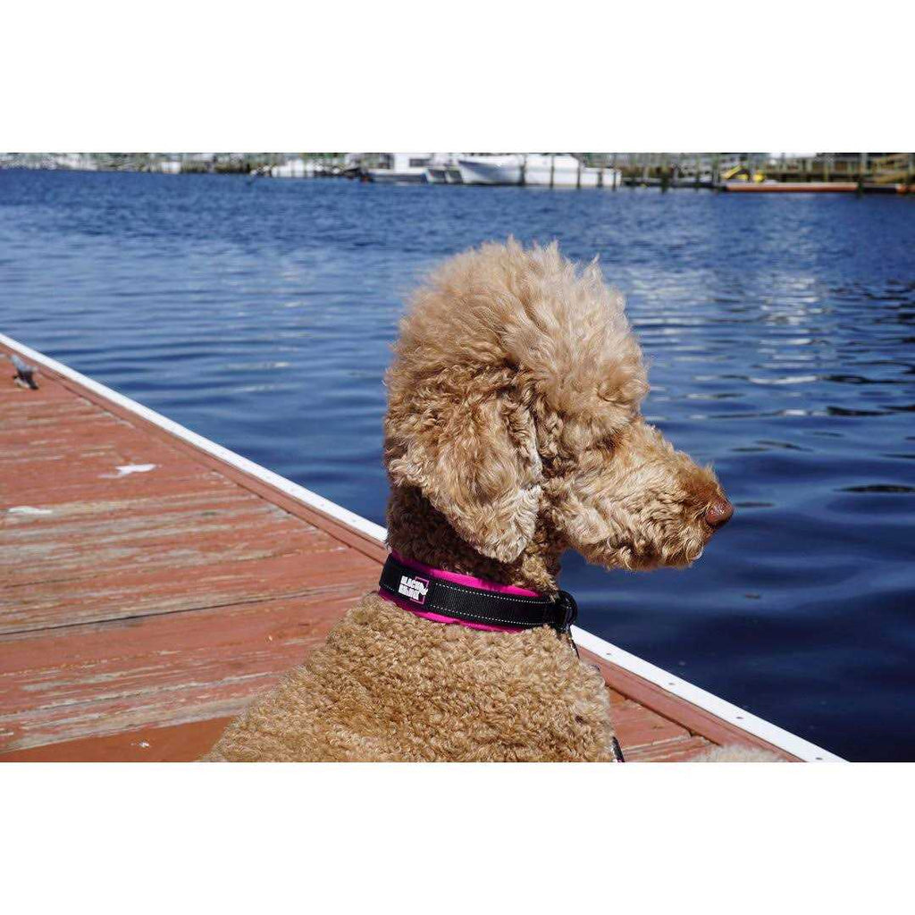 Neoprene Padded Dog Collar K221662