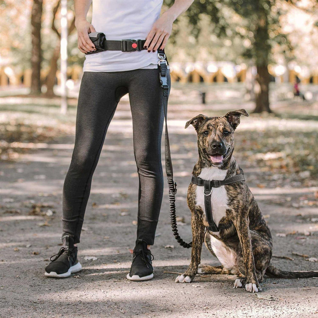 Waist Belt & Bungee Leash Z4374