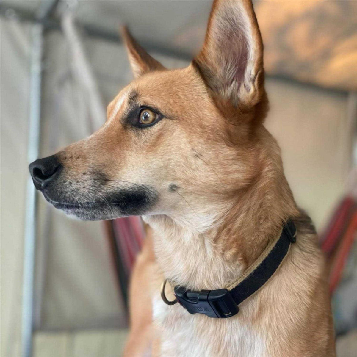 Dog Collar Wide F58727