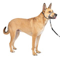 Headcollar T3401