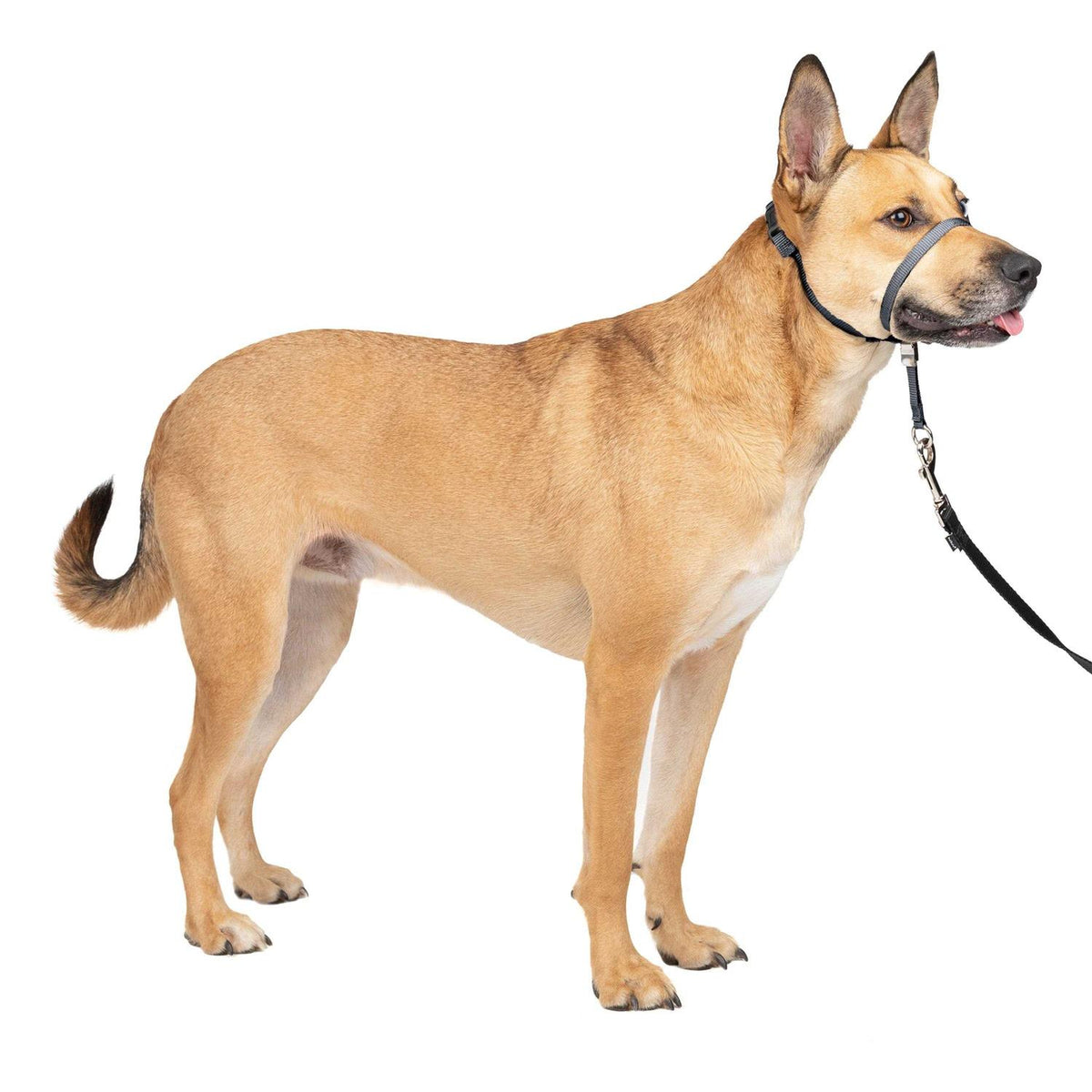 Headcollar T3401