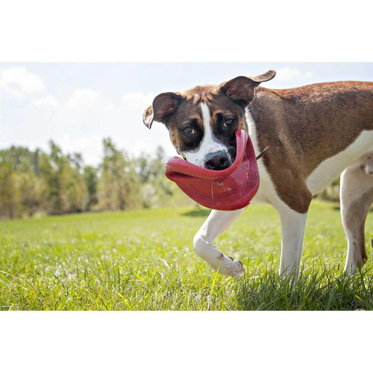 Dog Toy H328